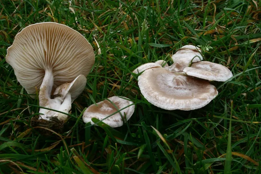 La carte Clitocybe rivulosa