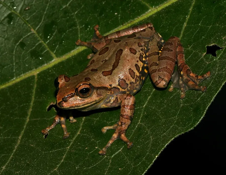 The Ghatixalus variabilis card