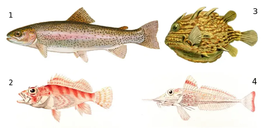 La carte Osteichthyes