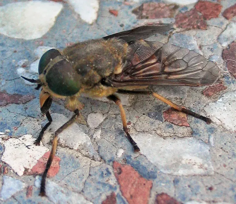 The Tabanus card