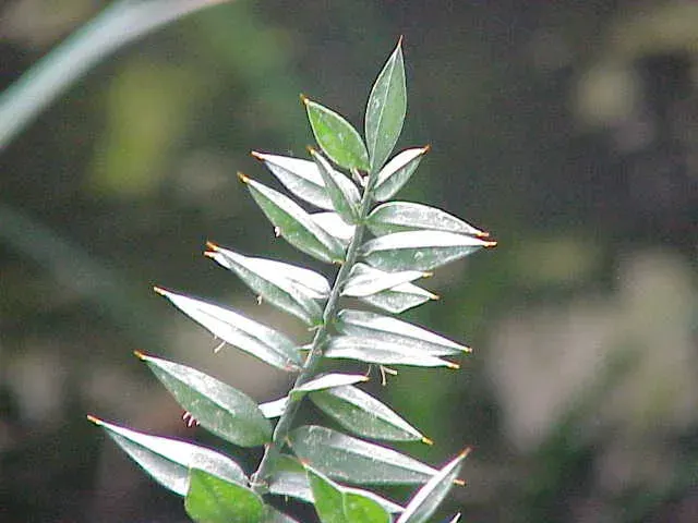 La carte Ruscaceae