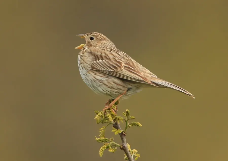 The Corn bunting card