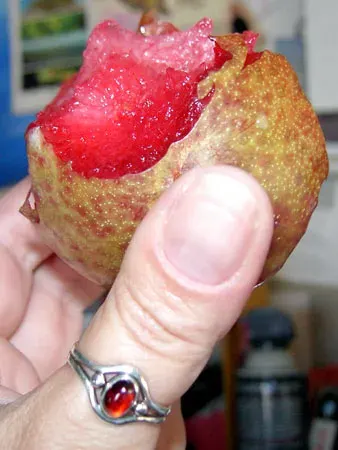 La carte Pluot
