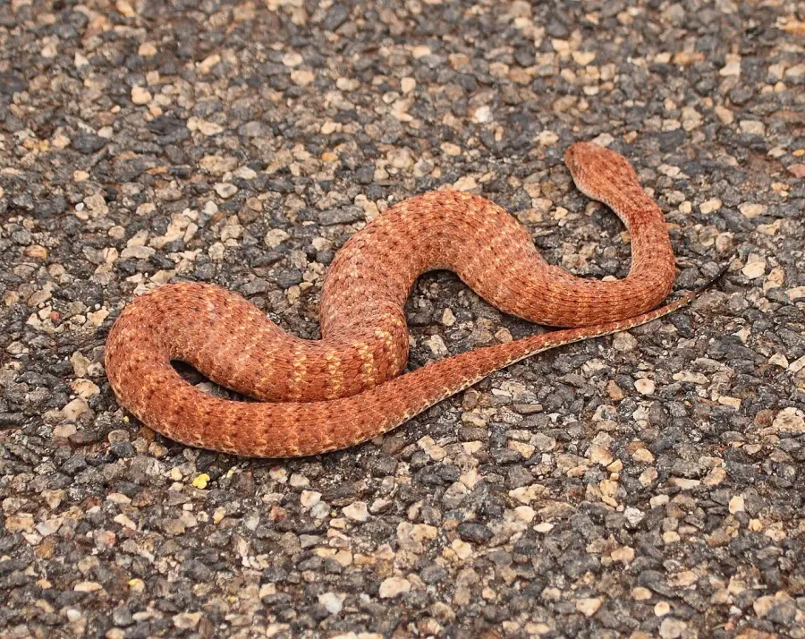 The Desert death adder card