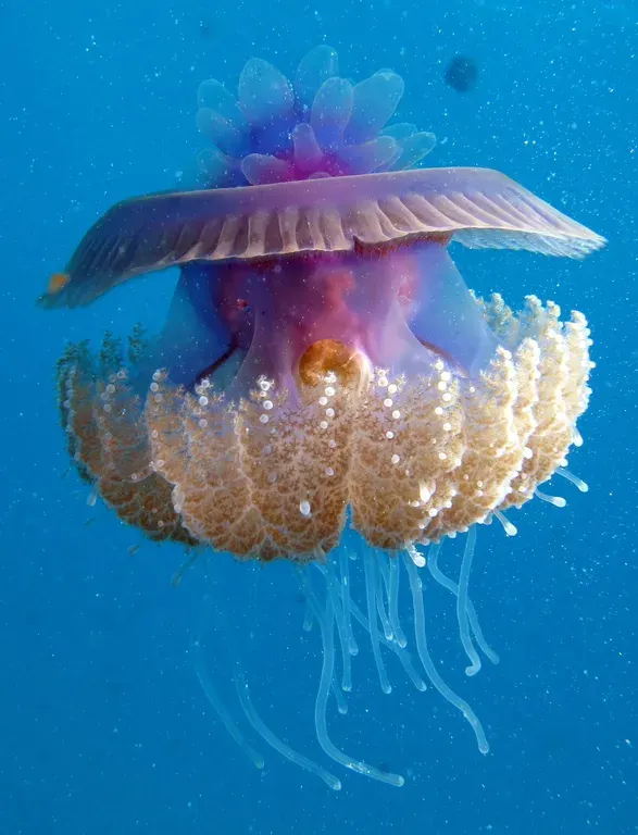 La carte Scyphozoa