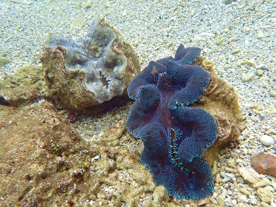 The Tridacninae card