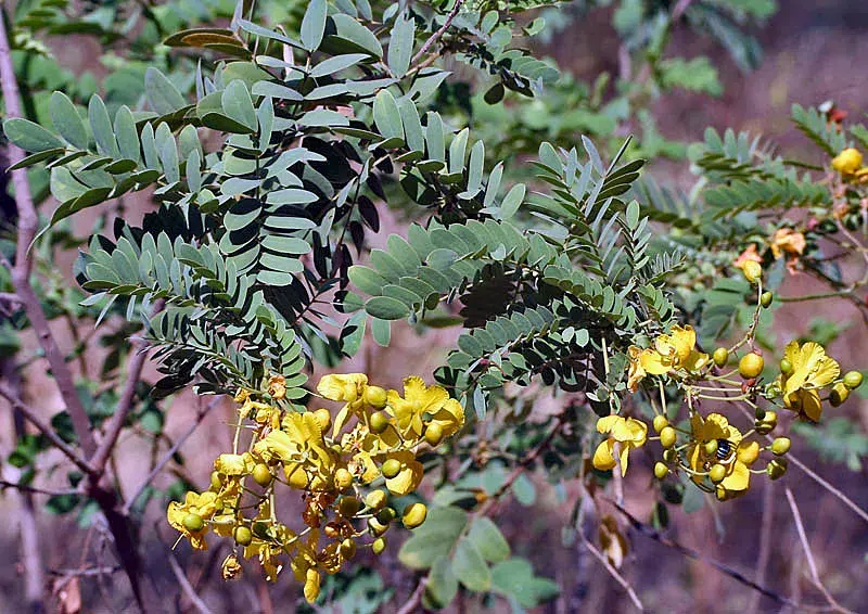 The Senna auriculata card