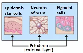 La carte Ectoderme