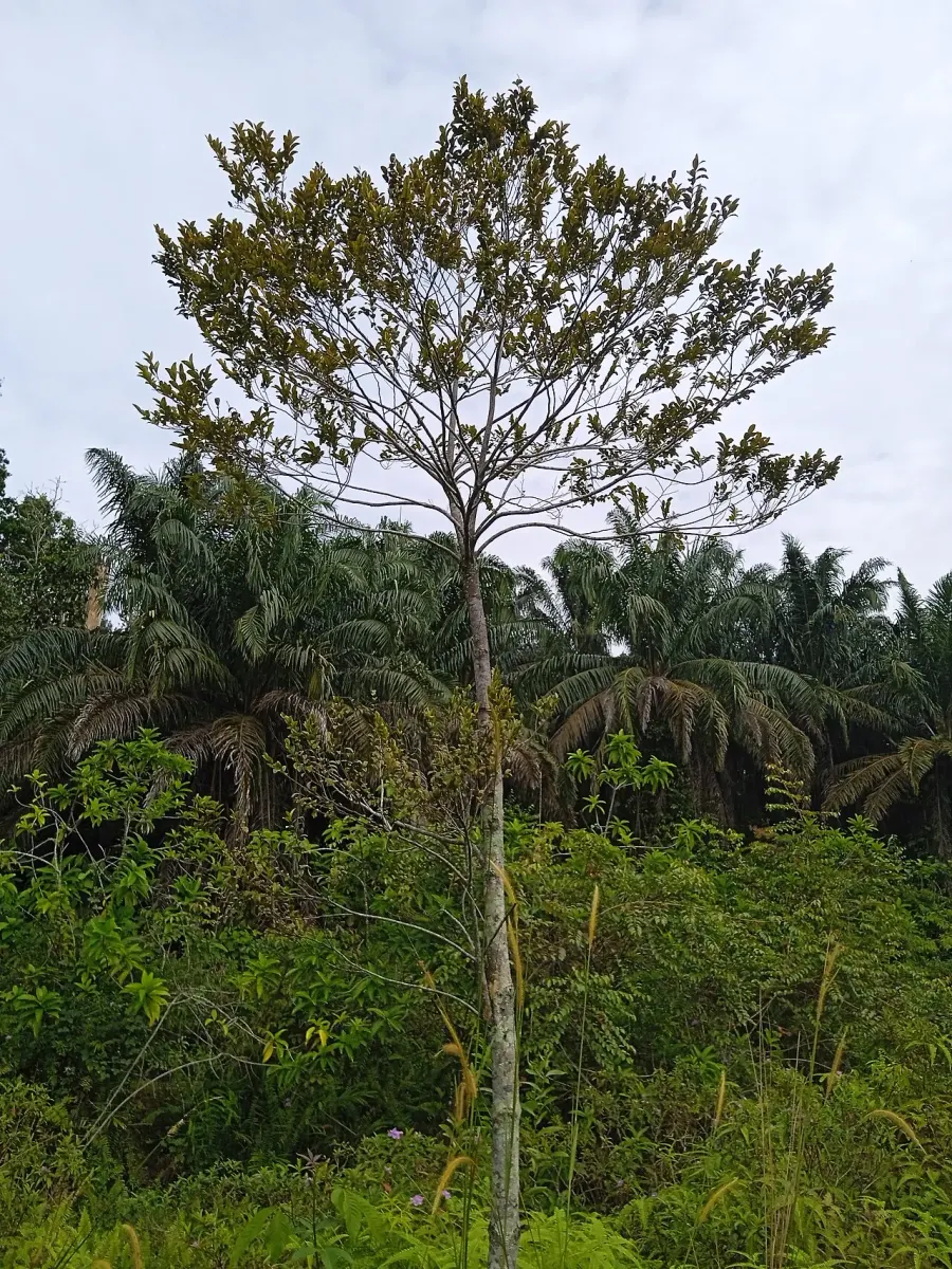 The Myristica fragrans card