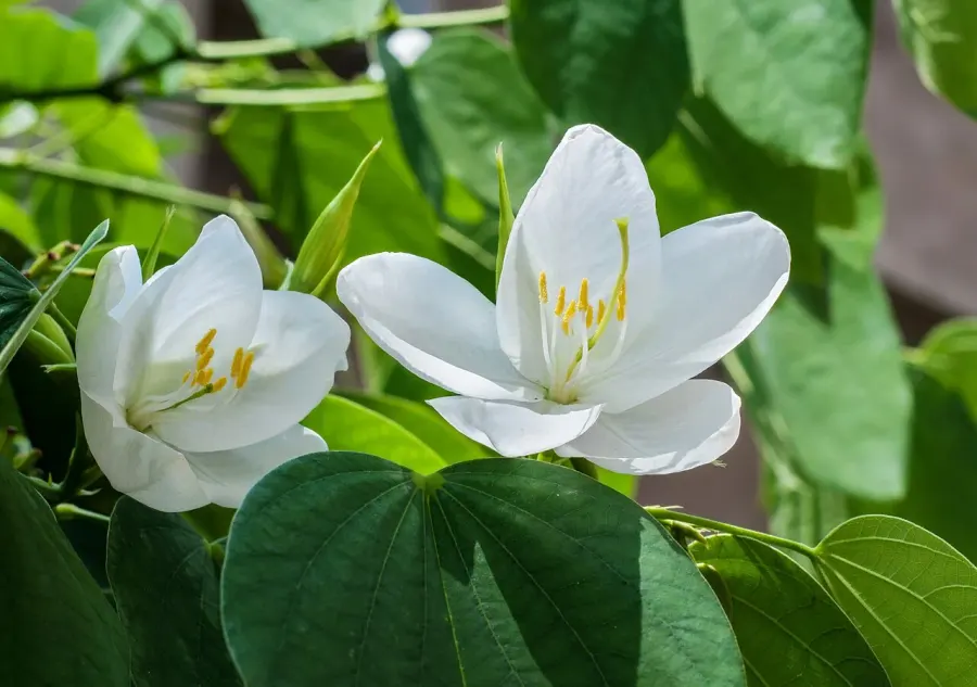 La carte Bauhinia acuminata