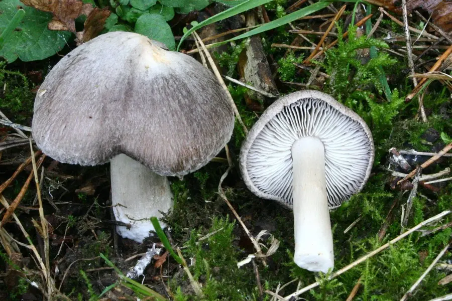 La carte Tricholoma terreum