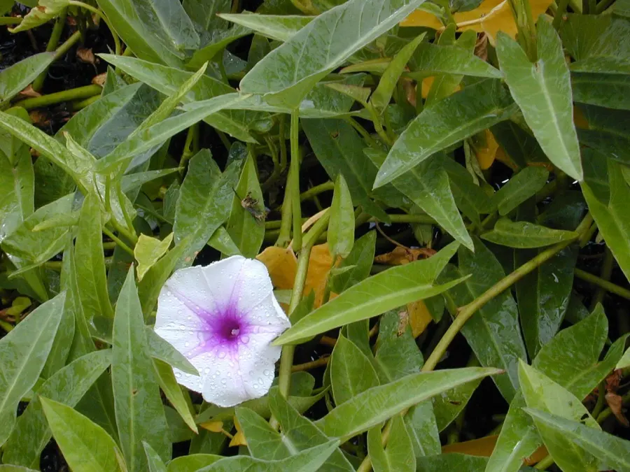 La carte Ipomoea aquatica