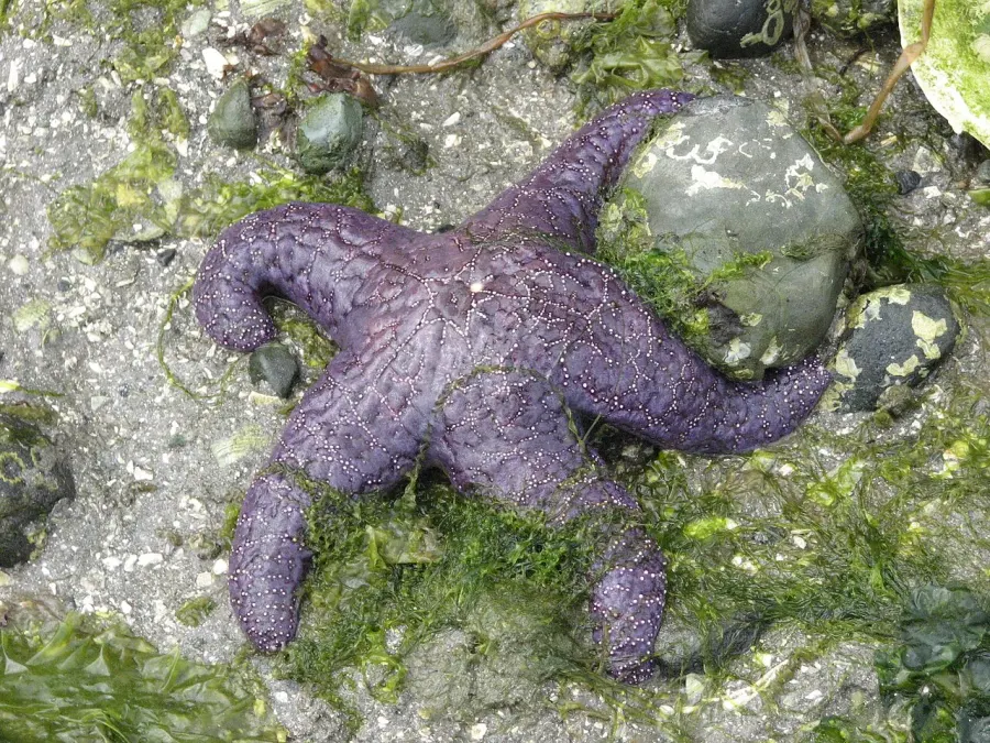 The Pisaster ochraceus card
