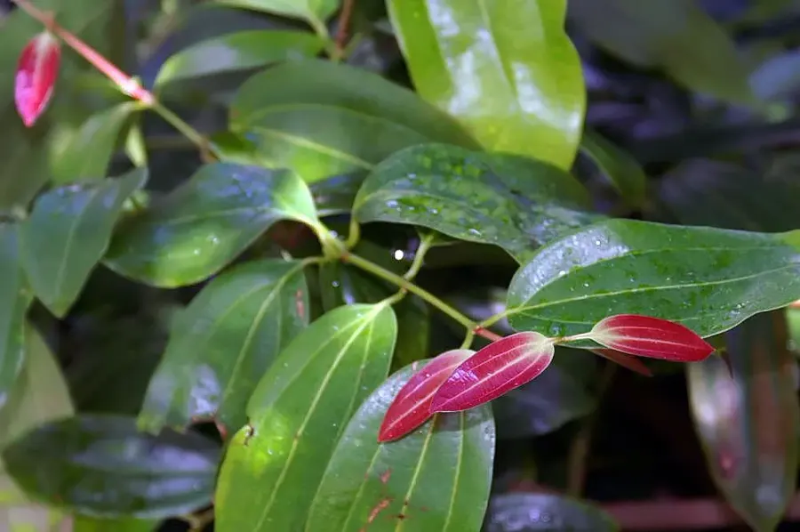 La carte Cinnamomum