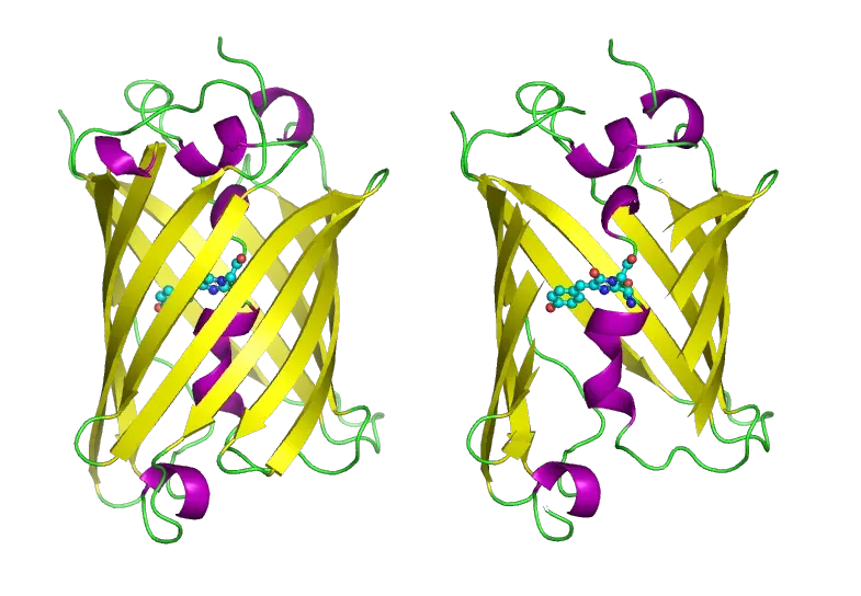 The Green fluorescent protein card