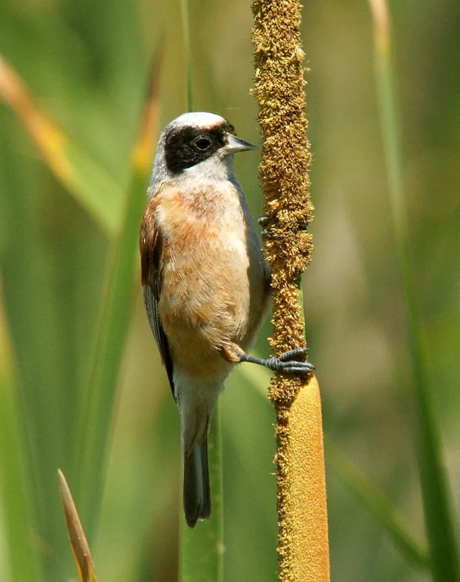 The Eurasian penduline tit card