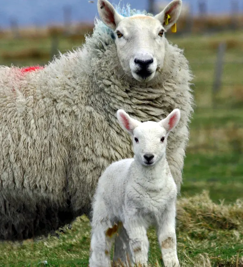 The Cheviot sheep card