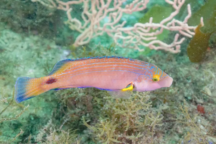 The Axillary wrasse card