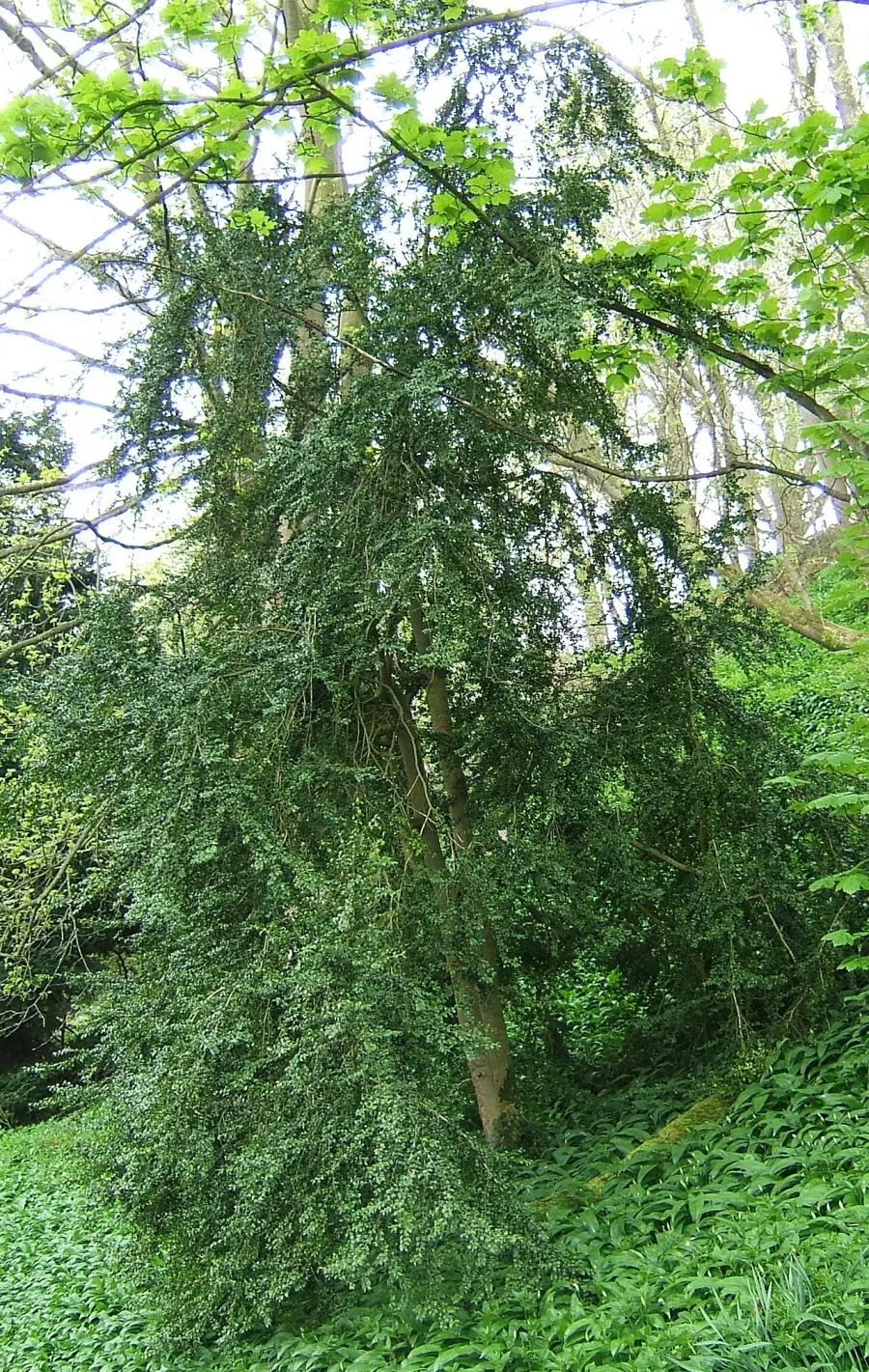 The Buxus sempervirens card