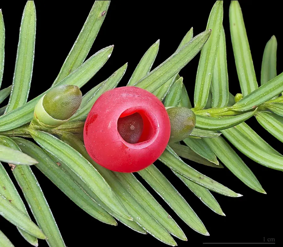 The Taxus card
