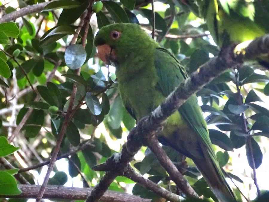 La carte Conure de Socorro