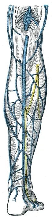 The Small saphenous vein card