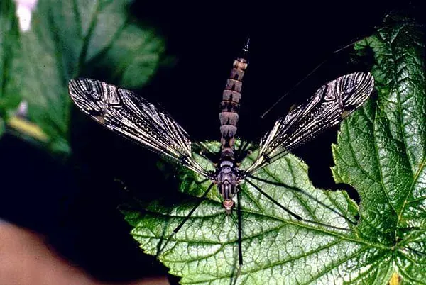 The Tipulomorpha card