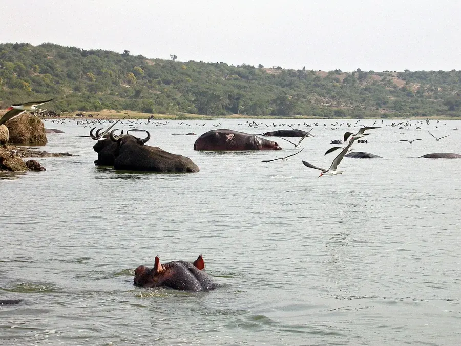The Kazinga Channel card