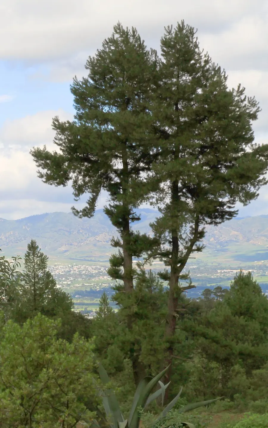 La carte Pinus leiophylla