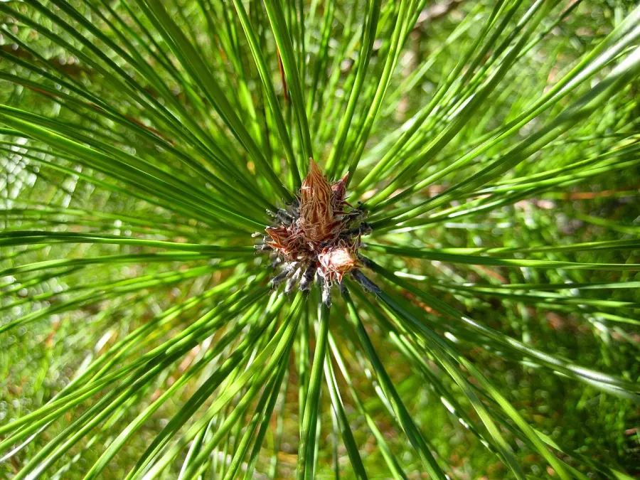 The Pinus densata card
