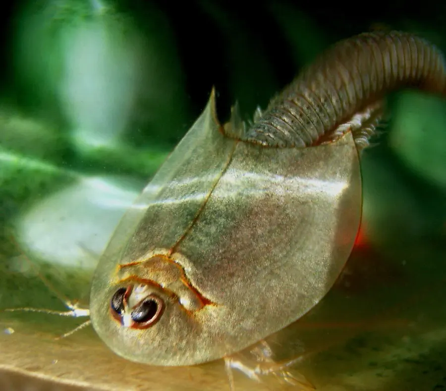 The Phyllopoda card