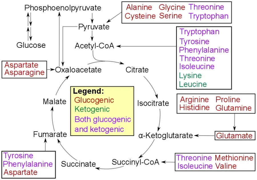 La carte Acide aminé glucoformateur