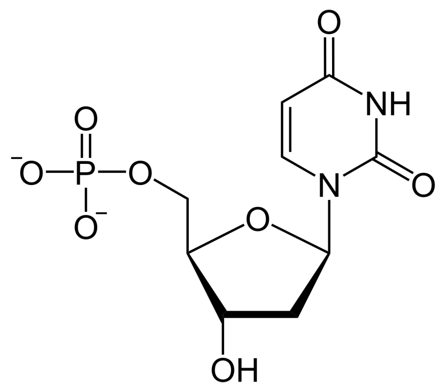 La carte Désoxyuridine monophosphate