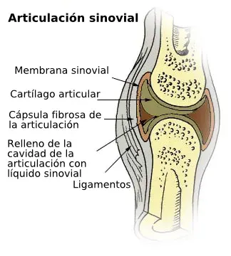 La carte Jointure synoviale