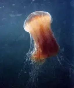 La carte Cyaneidae