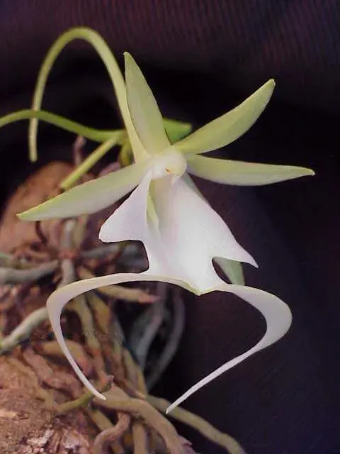 The Dendrophylax lindenii card