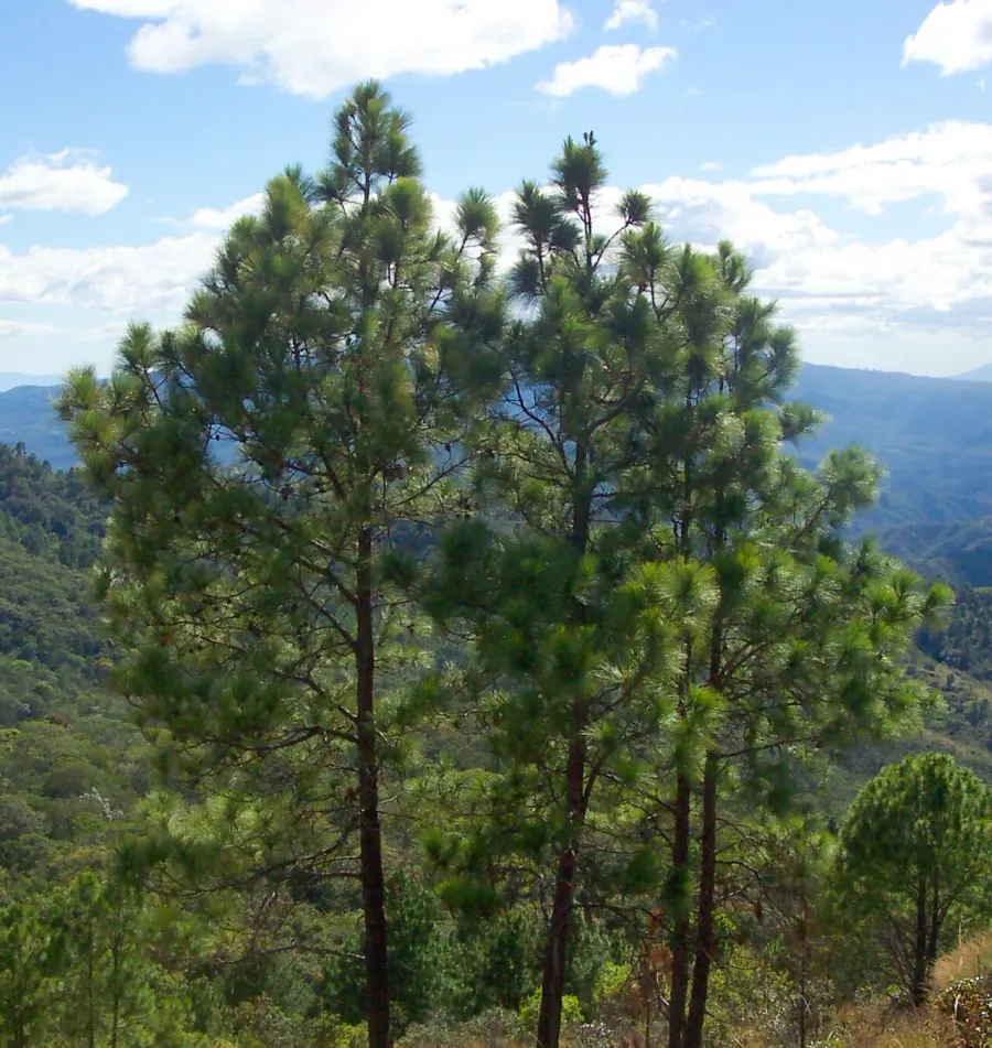 La carte Pinus oocarpa
