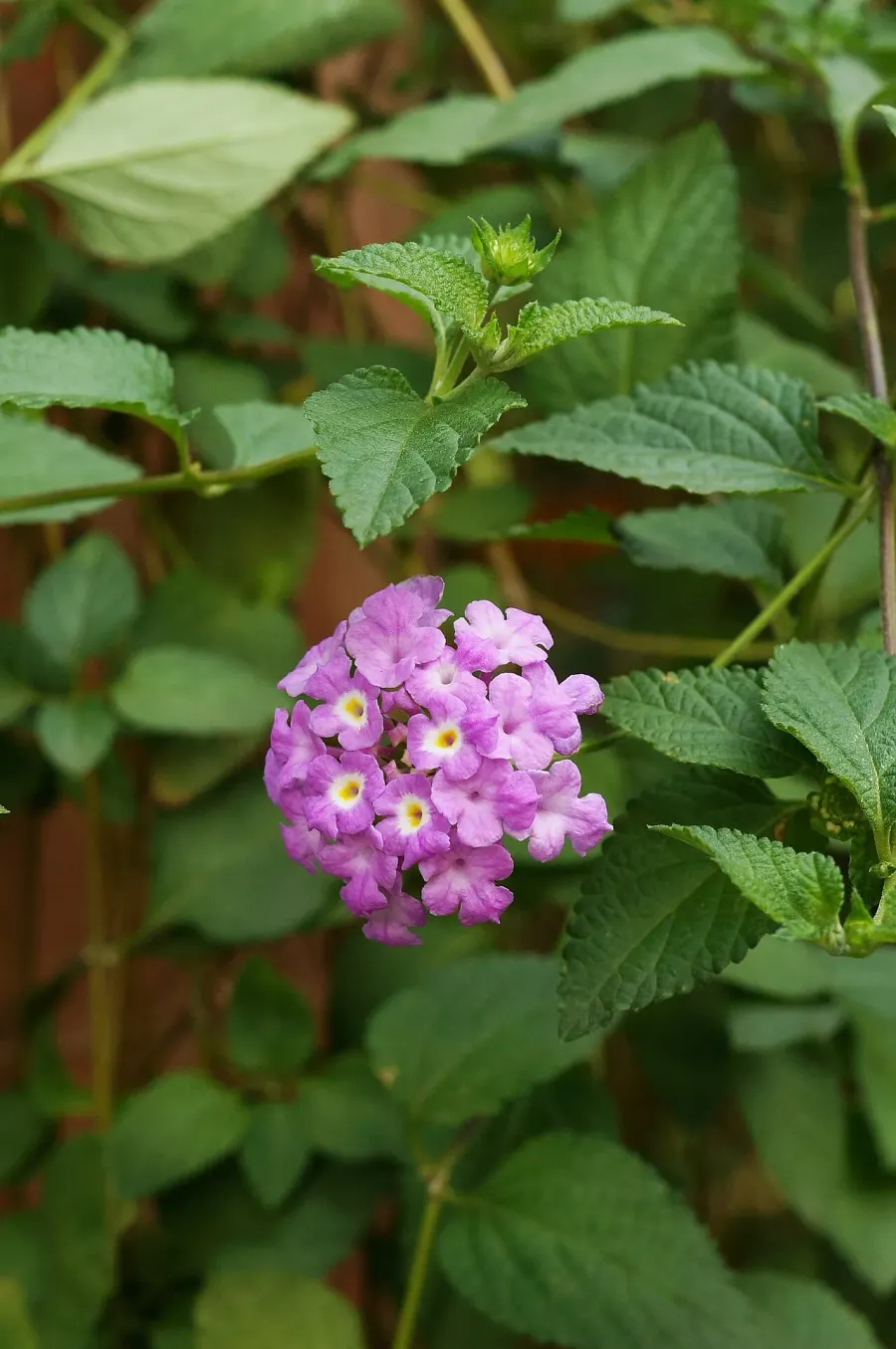 The Lantana montevidensis card