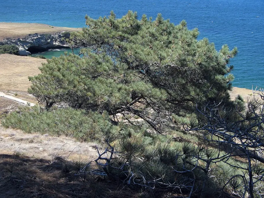 The Torrey pine card