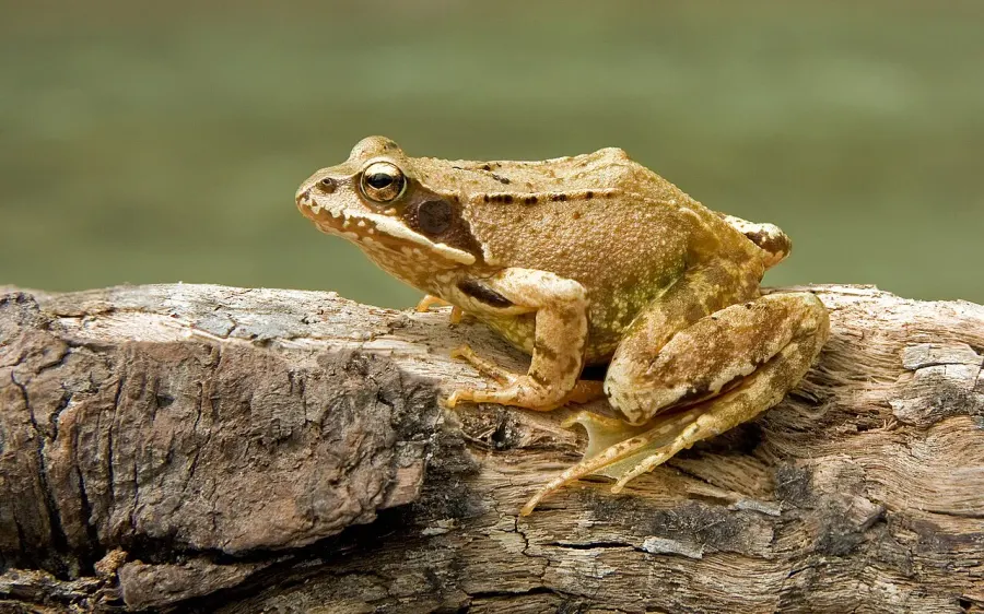 The Common frog card