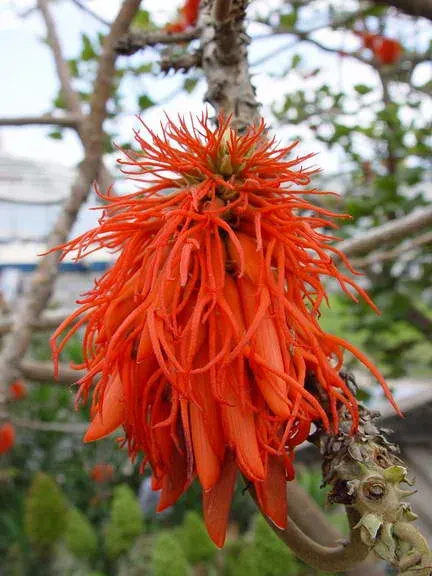 The Erythrina abyssinica card