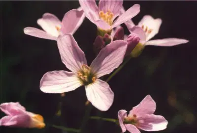The Cardamine pratensis card