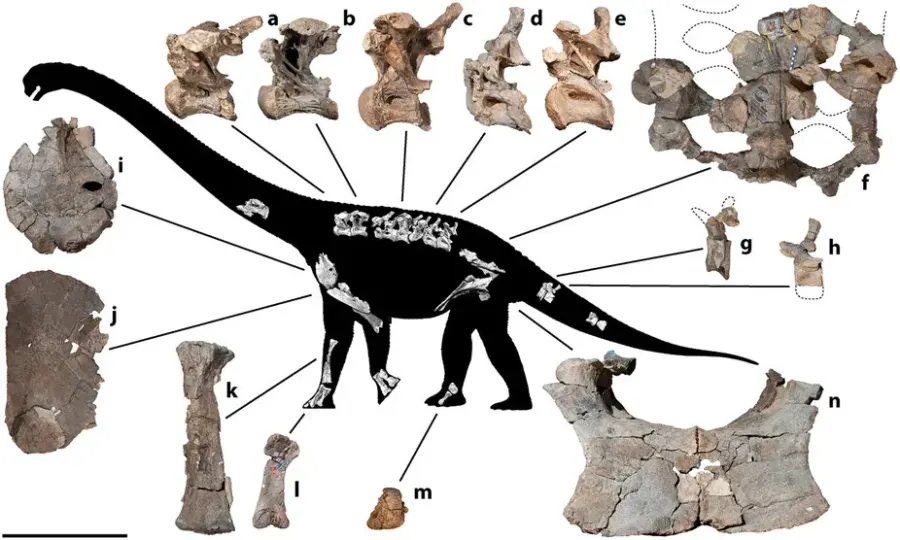 The Savannasaurus card