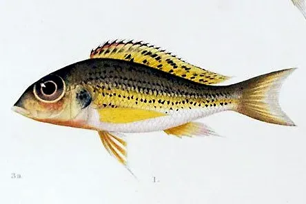 La carte Callochromis