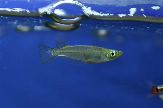 The Chinese rice fish card