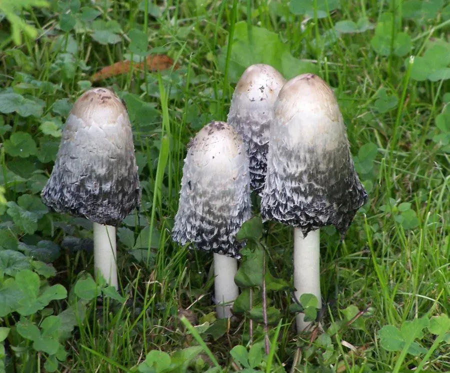 The Coprinus comatus card