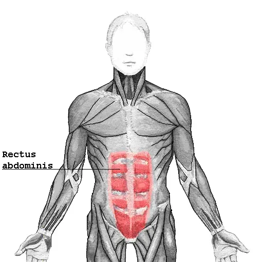The Rectus abdominis muscle card