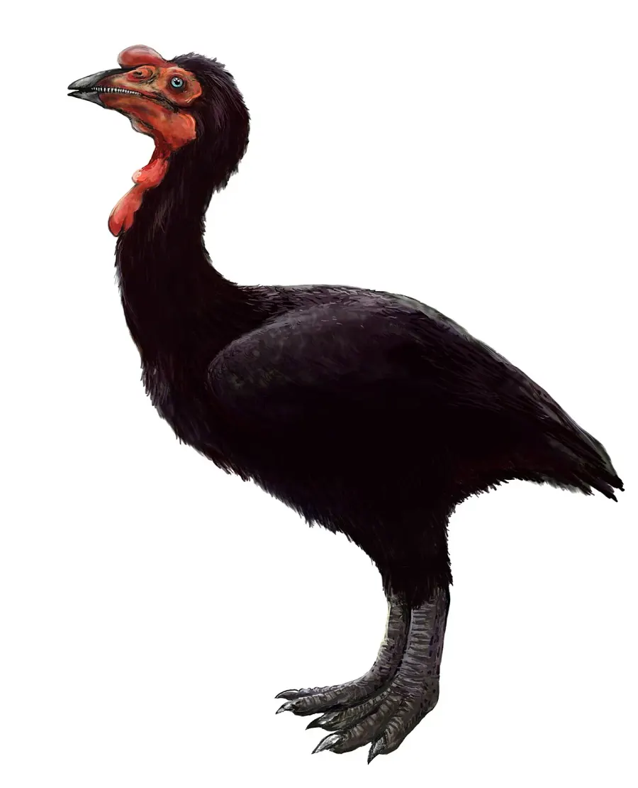 La carte Euornithes