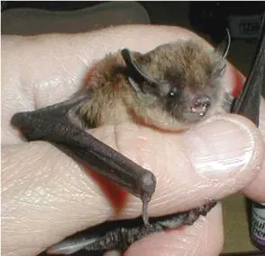 La carte Chauve-souris à longues pattes