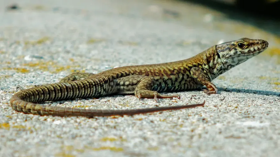 La carte Lacertidae